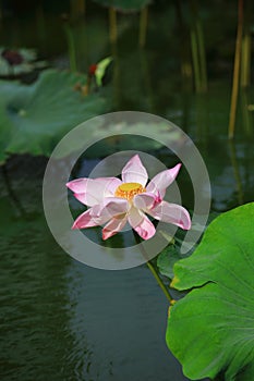 Full blooming pink lotus