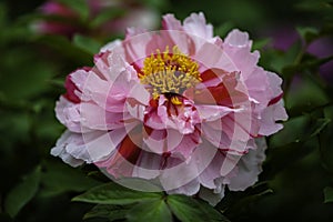 Full blooming Pink peony flower in the garden