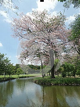 Full blooming Pink Trumpet flowers reflected in the lake in Queen Sirikit Park in Bangkok