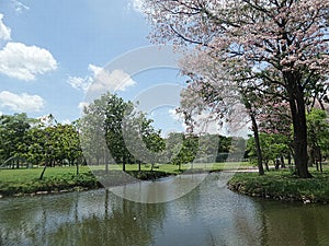 Full blooming Pink Trumpet flowers reflected in the lake in Queen Sirikit Park in Bangkok