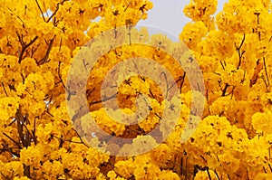 Full blooming of Tabebuia yellow flowers