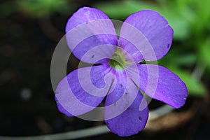 Full blooming violet flower of carnivorous plant Pinguicula Gigantea
