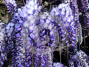 Full blooming of a wisteria flower
