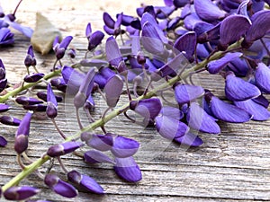 Full blooming of a wisteria flower