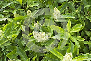 Full blossom flowers of Rotheca serrata blue fountain bush