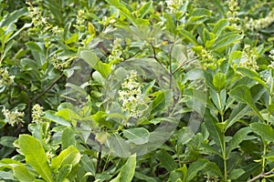 Full blossom flowers of Rotheca serrata blue fountain bush