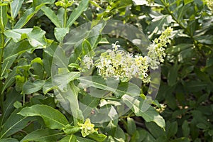 Full blossom flowers of Rotheca serrata blue fountain bush