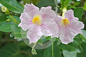 Full blossom in lilac pastel delicate Beautiful  tropical riffle edge Hibiscus flower dramatic bloom