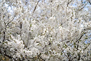 Full blossom of spring flowers in a tree