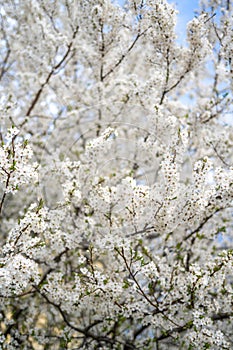 Full blossom of spring flowers in a tree