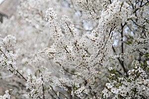 Full blossom of spring flowers in a tree