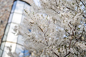 Full blossom of spring flowers in a tree