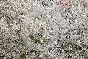 Full blossom of spring flowers in a tree