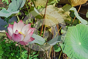 Full blossom Vietnamese pink lotus flower with large green leaf