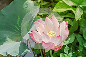 Full blossom Vietnamese pink lotus flower with large green leaf