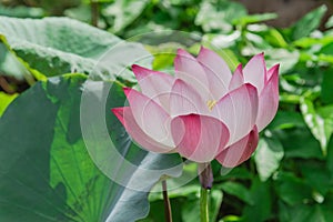 Full blossom Vietnamese pink lotus flower with large green leaf