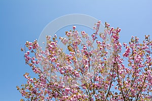 Full blossoms cherry