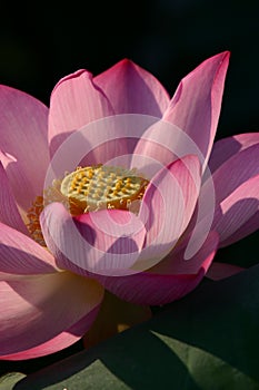 Full-blown red water lily photo