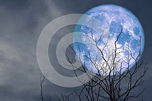 full blue moon back silhouette branch dry tree