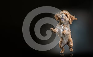 Full body of adorable fluffy blonde Cavapoo dog standing on hind legs while enjoying against black background created
