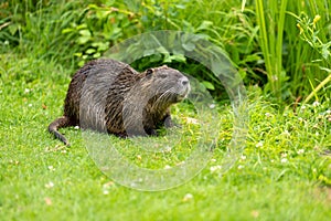 Full body of nutria on the green pond meadow photo