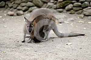 Full body of of adult female kangaroo Macropod