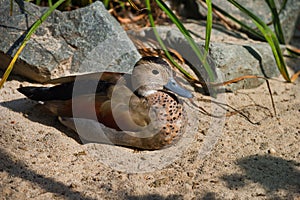 Full body of adult female ringed teal duck Callonetta leucophrys