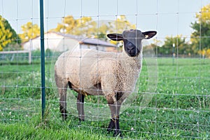 Full body of adult female sheep, ewe.