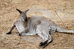 Full body of of adult kangaroo Macropod