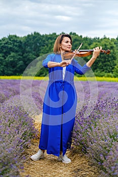 Full body adult woman violinist playing violin on summer lavender field