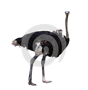 Full body of african ostrich isolated white background