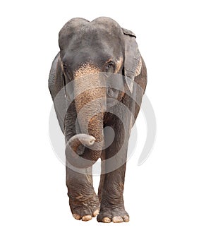 Full body of asia elephant isolated white background