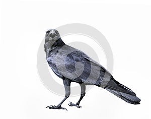 full body of black feather crow,raven bird isolated white background