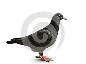 Full body of black feather speed racing pigeon standing on white background