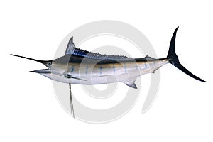 Full body of blue marine fish white background side vie