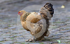 Full body of brown chicken hen standing