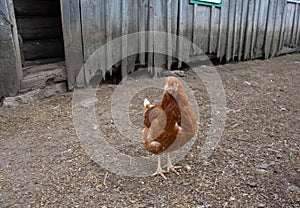 full body of brown chicken hen standing on the background of a barn use for farm animals and livestock theme