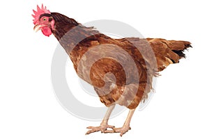 full body of brown chicken ,hen standing isolated white background use for farm animals and livestock theme