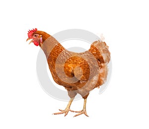 full body of brown chicken ,hen standing isolated white background use for farm animals and livestock theme