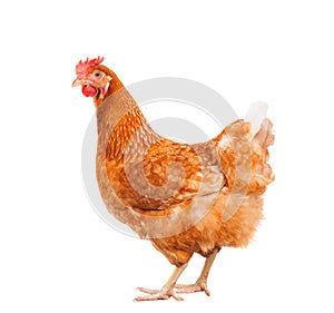 full body of brown chicken hen standing isolated white background use for farm animals and livestock theme