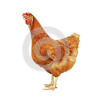 full body of brown chicken hen standing isolated white background use for farm animals and livestock theme