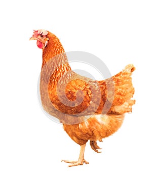 Full body of brown chicken hen standing isolated white backgroun