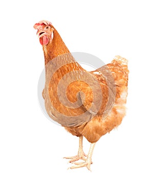 full body of brown chicken hen standing isolated white background use for farm animals and livestock theme