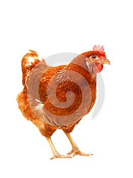 Full body of brown chicken hen standing isolated white backgroun