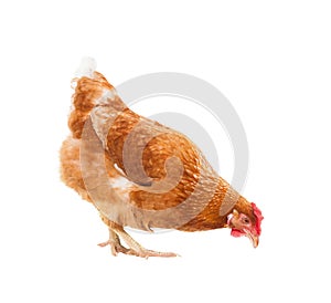 full body of brown chicken hen standing isolated white background use for farm animals and livestock theme