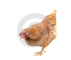 full body of brown chicken ,hen standing isolated white background use for farm animals and livestock theme