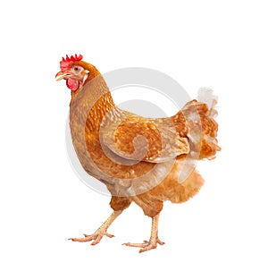 full body of brown chicken hen standing isolated white background use for farm animals and livestock theme