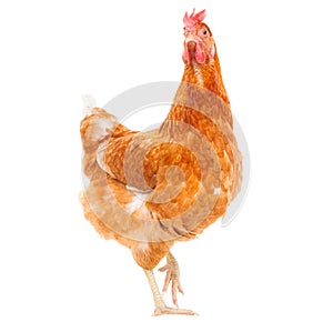 full body of brown chicken hen standing isolated white background use for farm animals and livestock theme