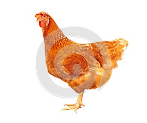 full body of brown chicken hen standing isolated white background use for farm animals and livestock theme