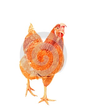 full body of brown chicken hen standing isolated white background use for farm animals and livestock theme